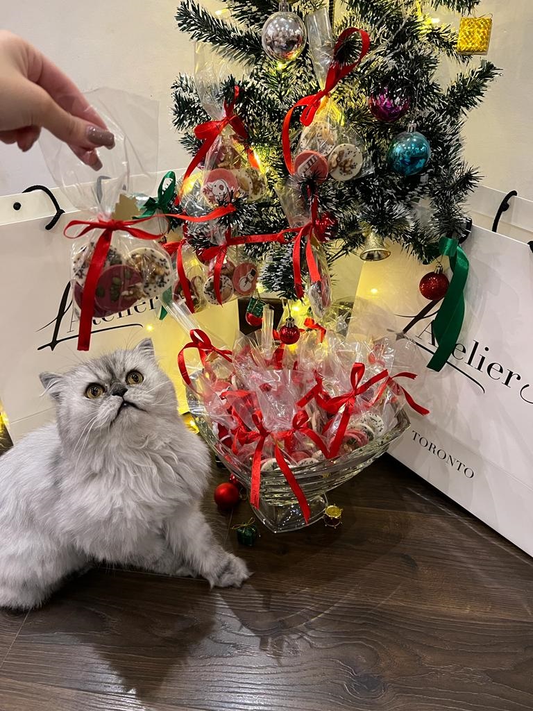 cute cat in christmas